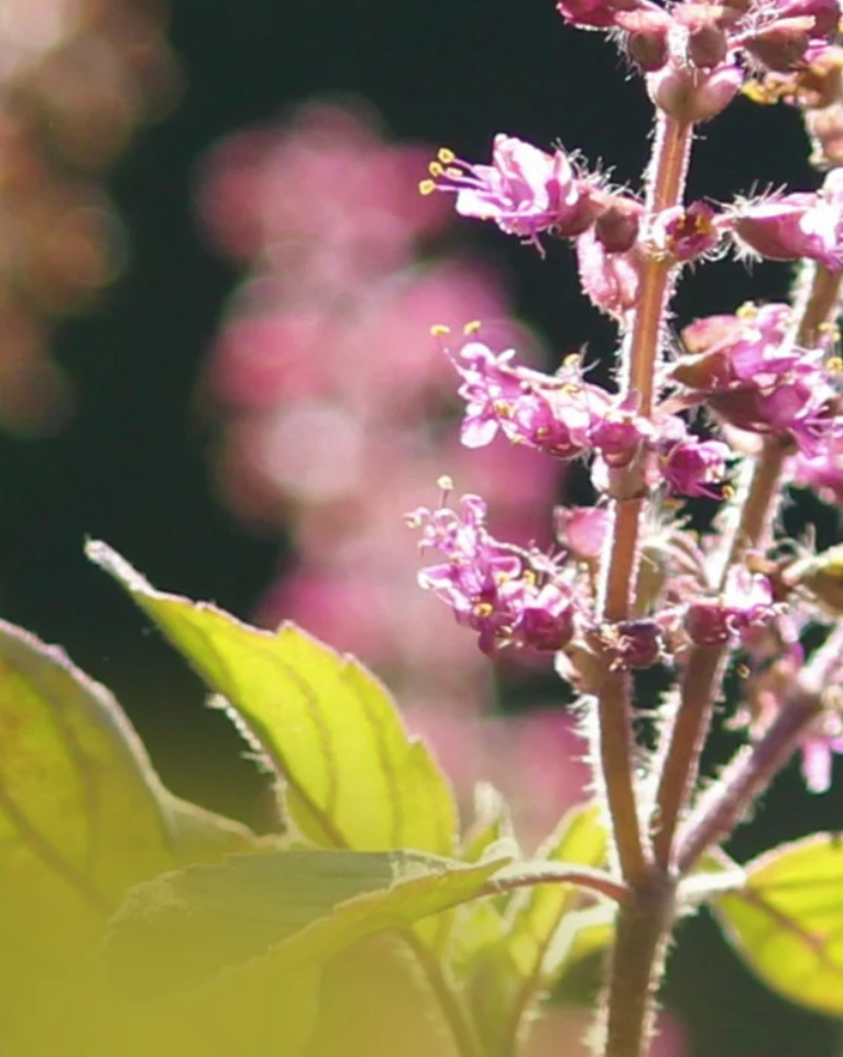 SEPT 17: The Power of Plants w/ Saje @ 6PM - 7:30PM